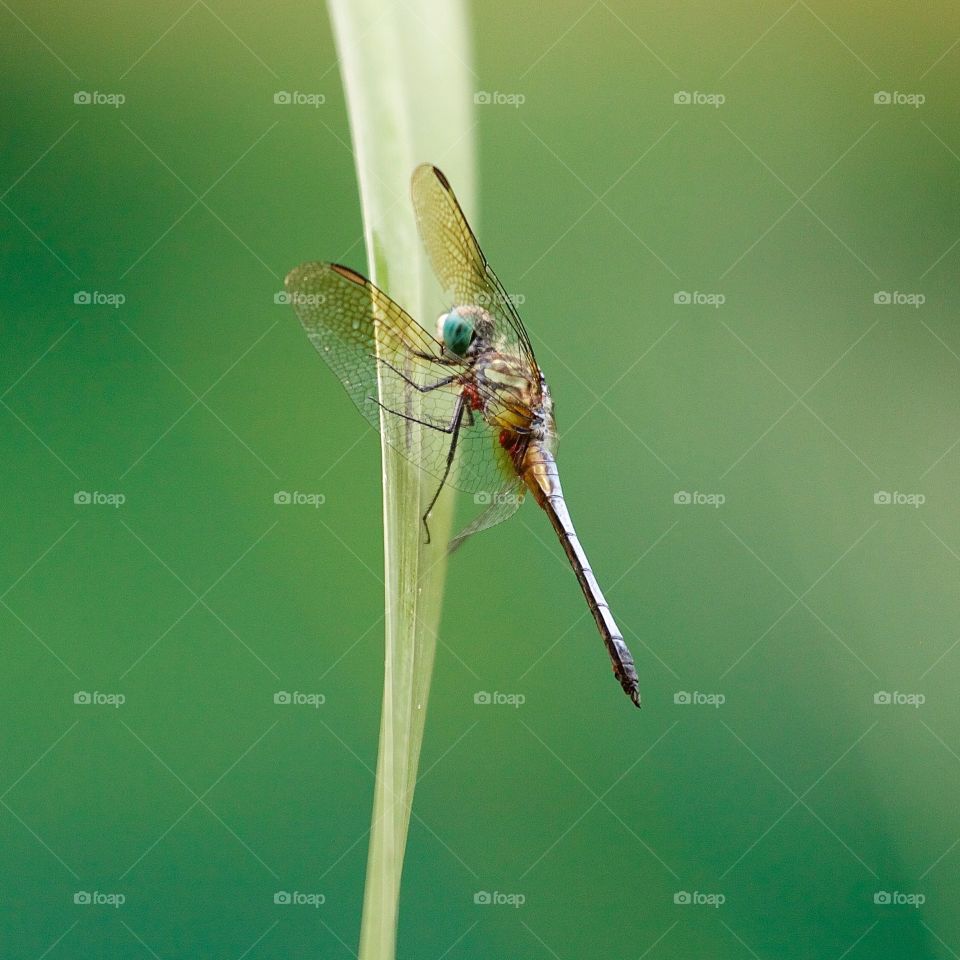 Silver tailed dragonfly on grass