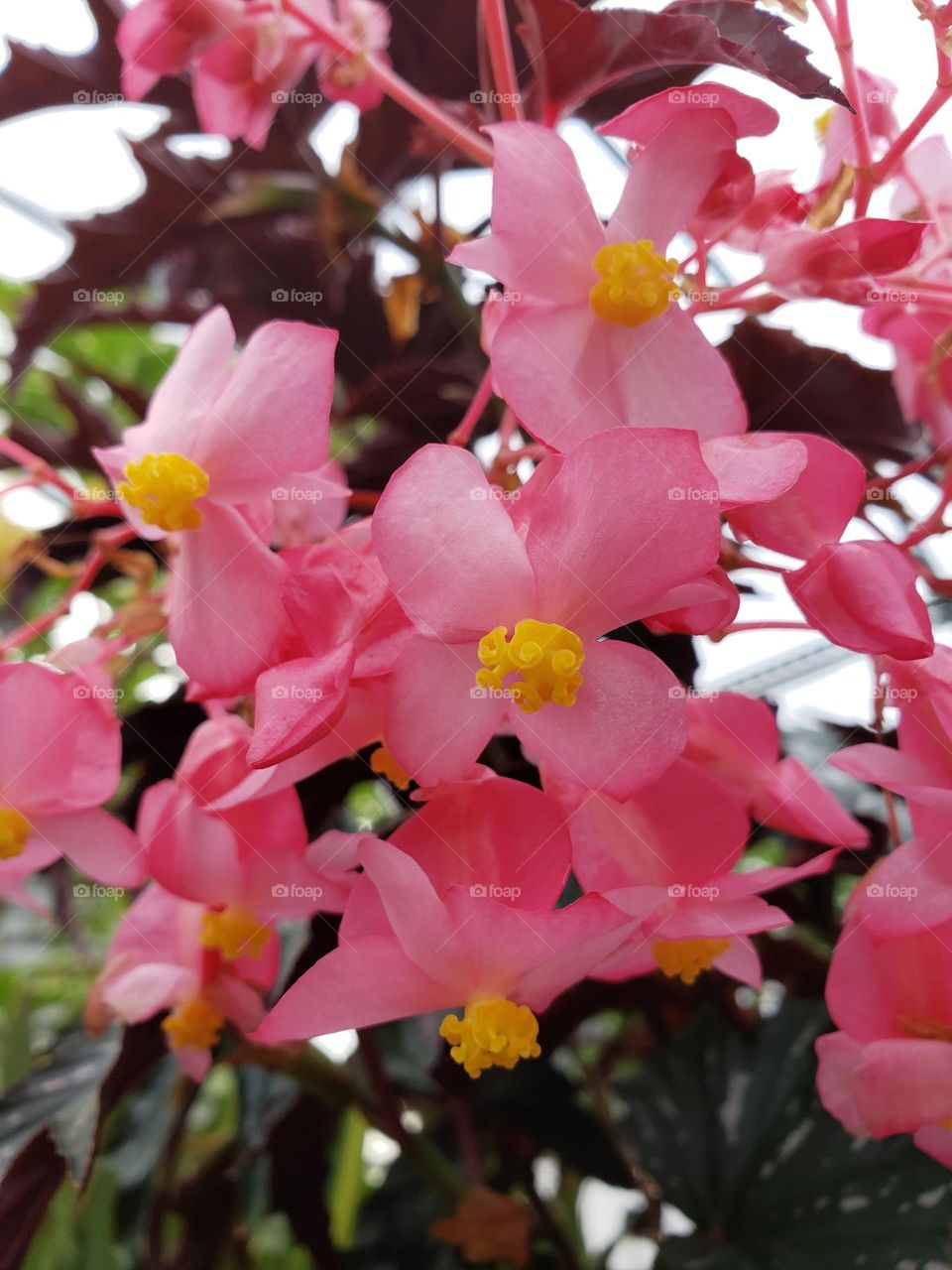 begonia flowers