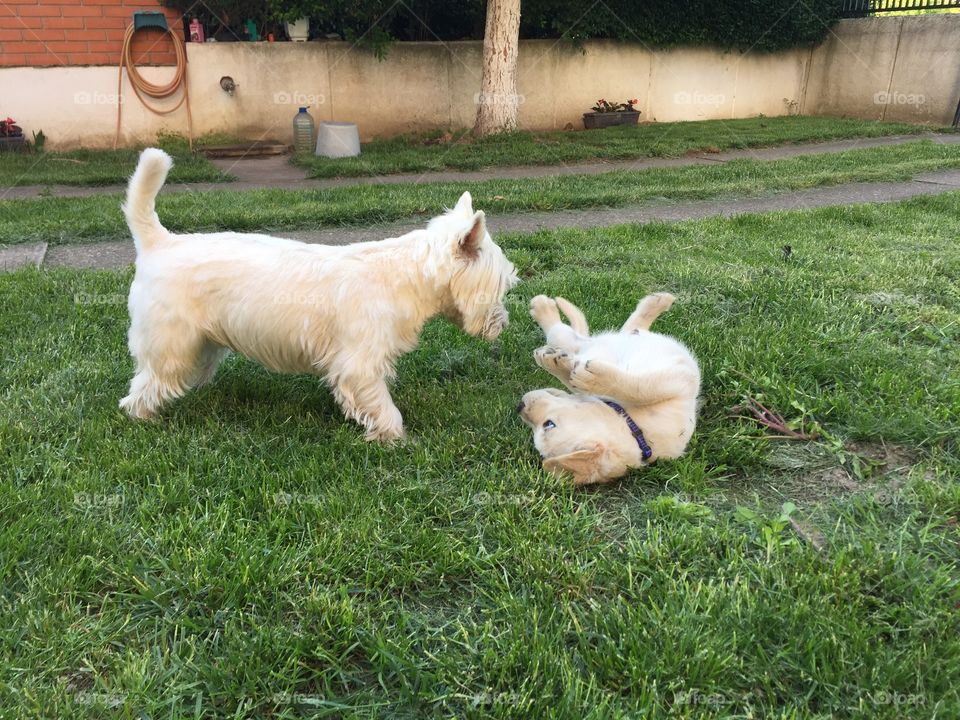 Two dogs playing