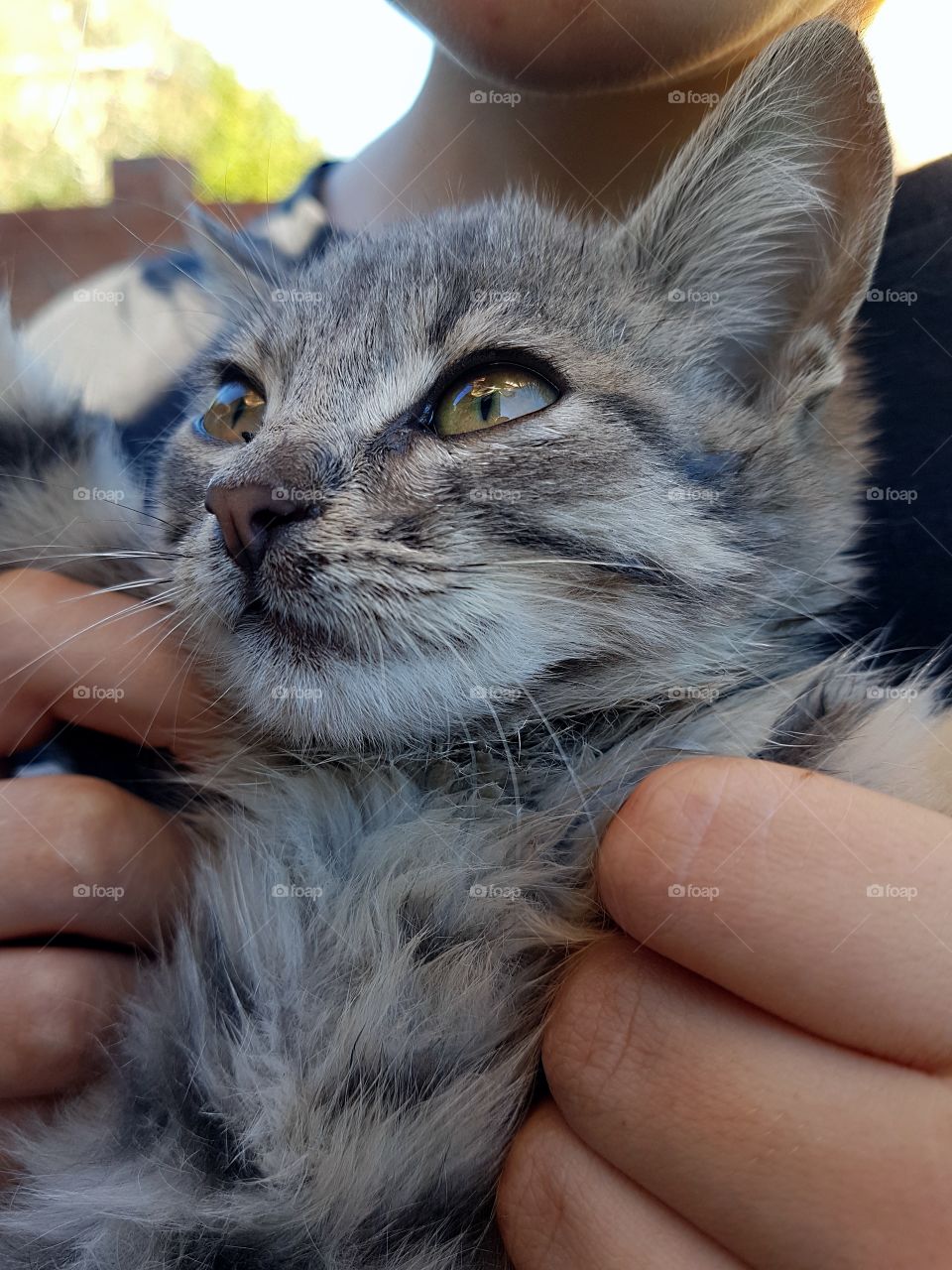 Gray kitten in the hands of a child
