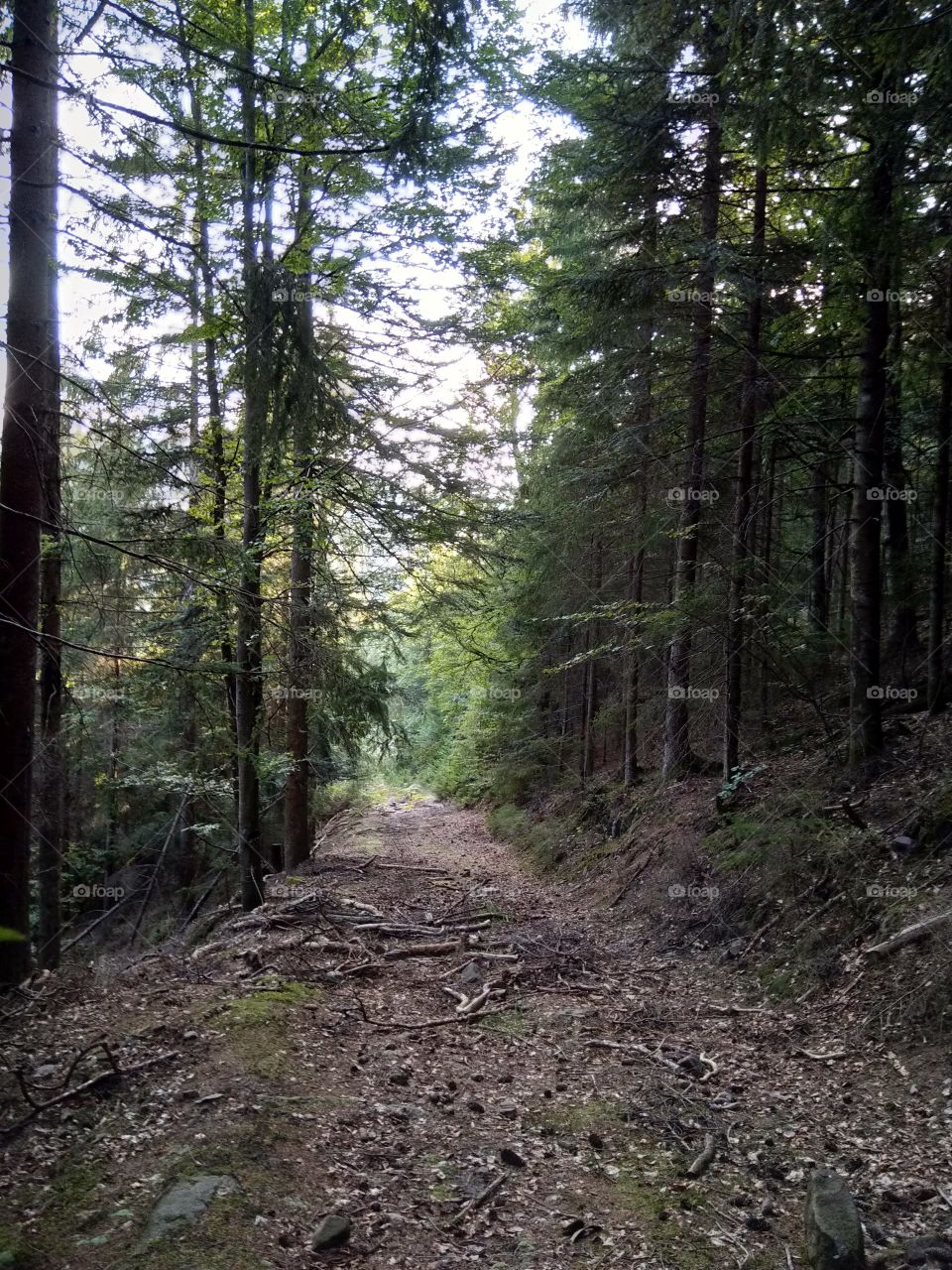 Schwarzwald