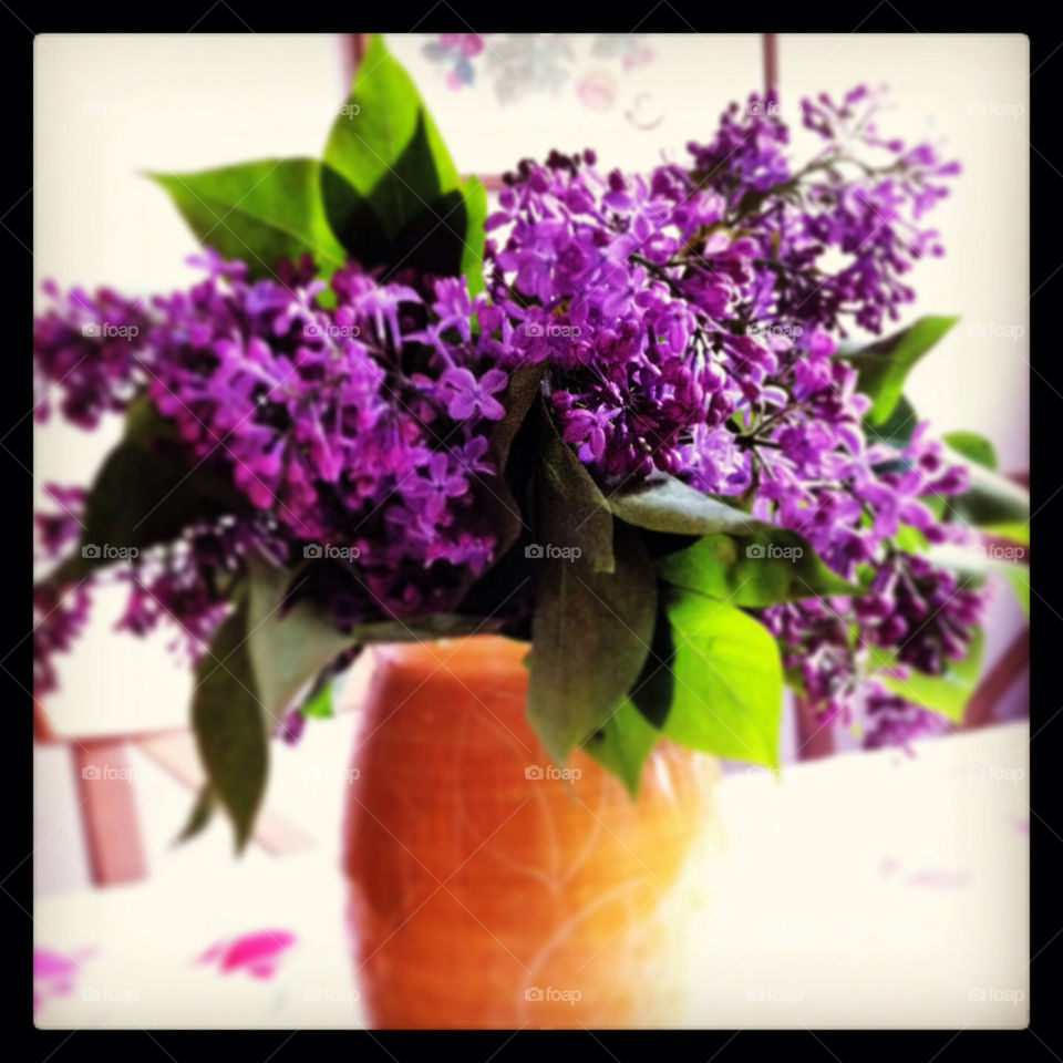 LILAC IN MAY