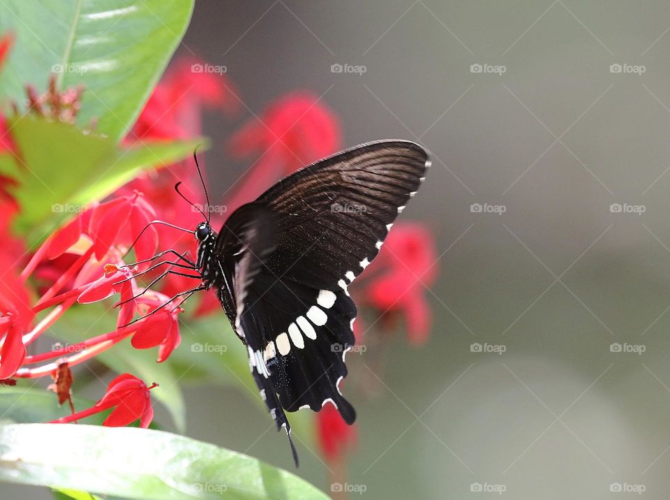 Beautiful and cute butterfly