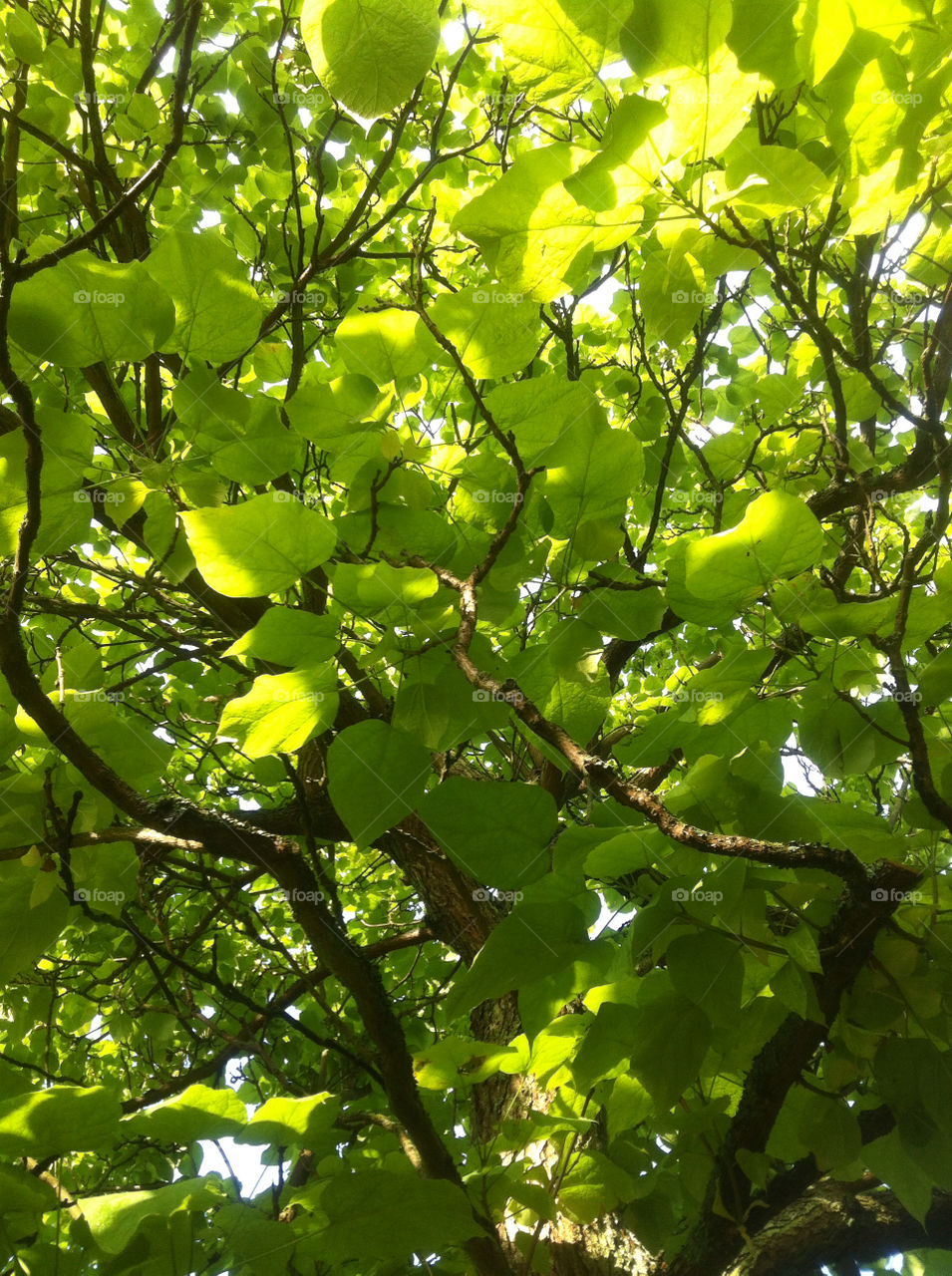 green summer tree leaves by fredrikjac