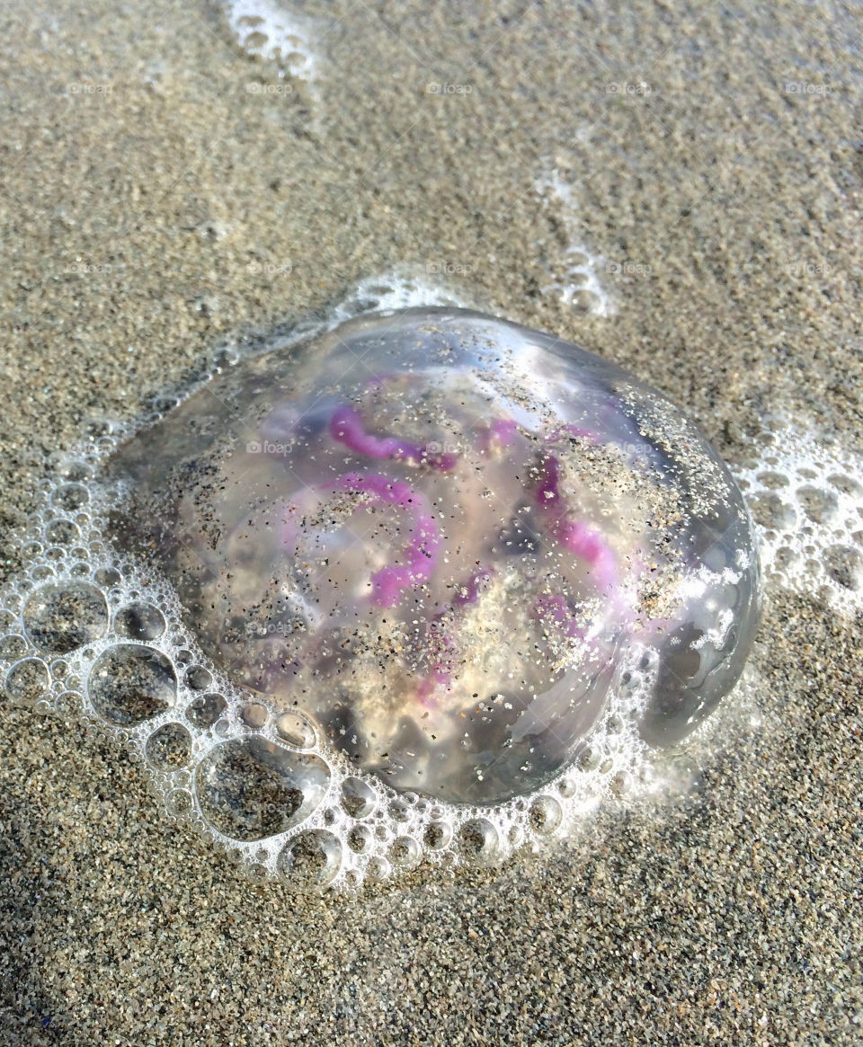Jellyfish on the beach 