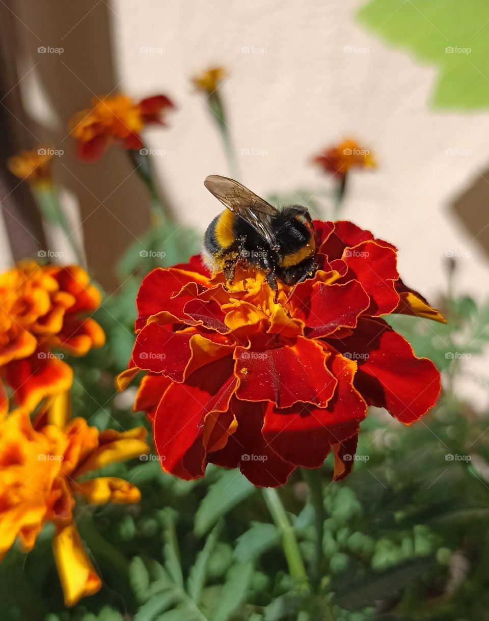 magenta colour flowers and bumblebee