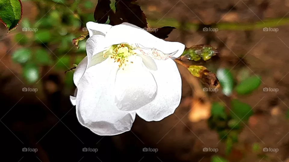 flower