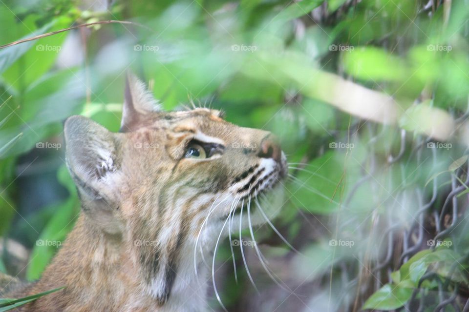 Curious Bobcat