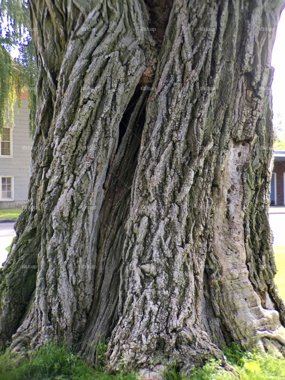 Trunk