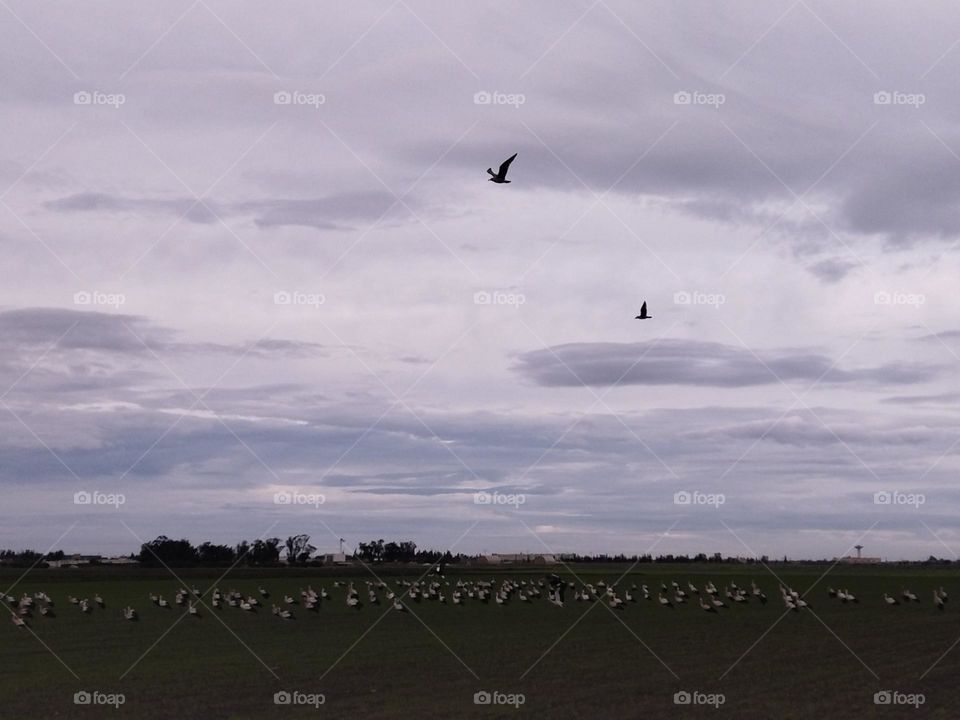 Sky cloudy and birds