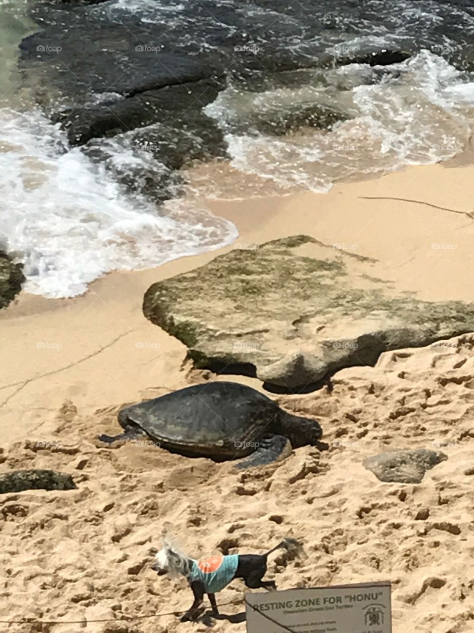 Turtles in Maui