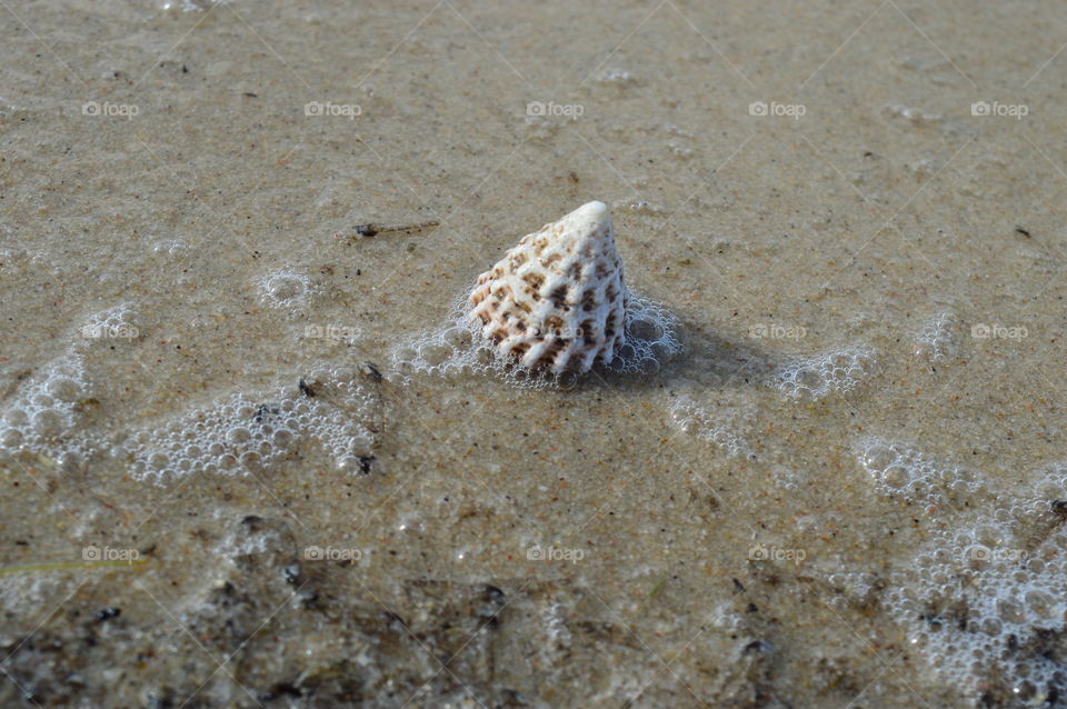 High angle view of conch shell