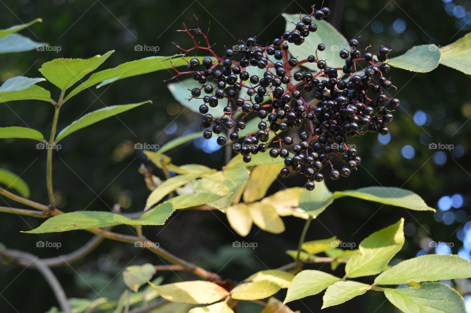 berries