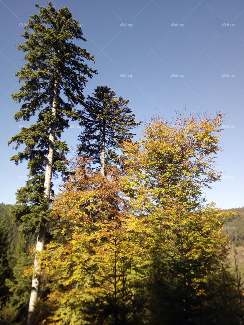 Autumn in the Black Forest