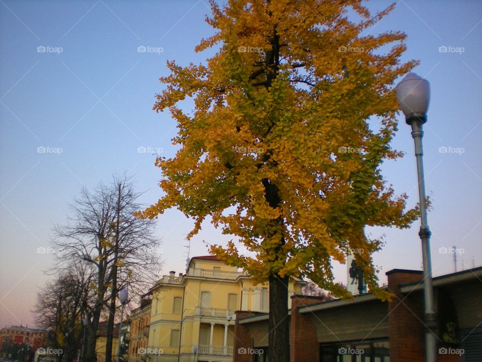 Tree in autumn at Parma city ( Italy ).