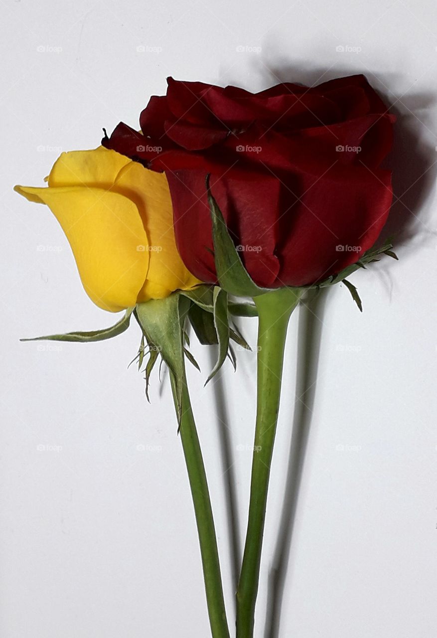 Yellow and red roses on white background with clipping path