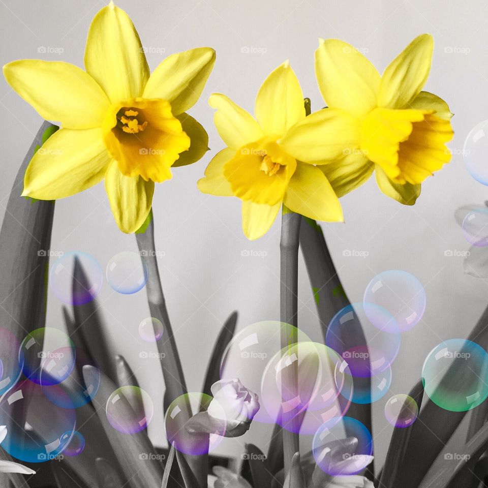 Yellow daffodils. Yellow Daffodils