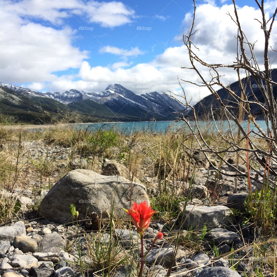 one flower in the mountains! Alberta