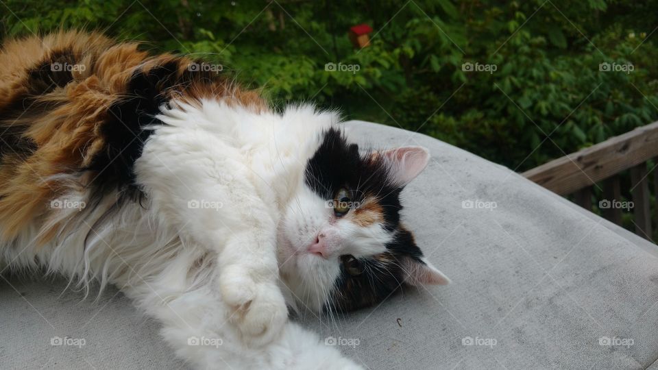 Calico cat laying around