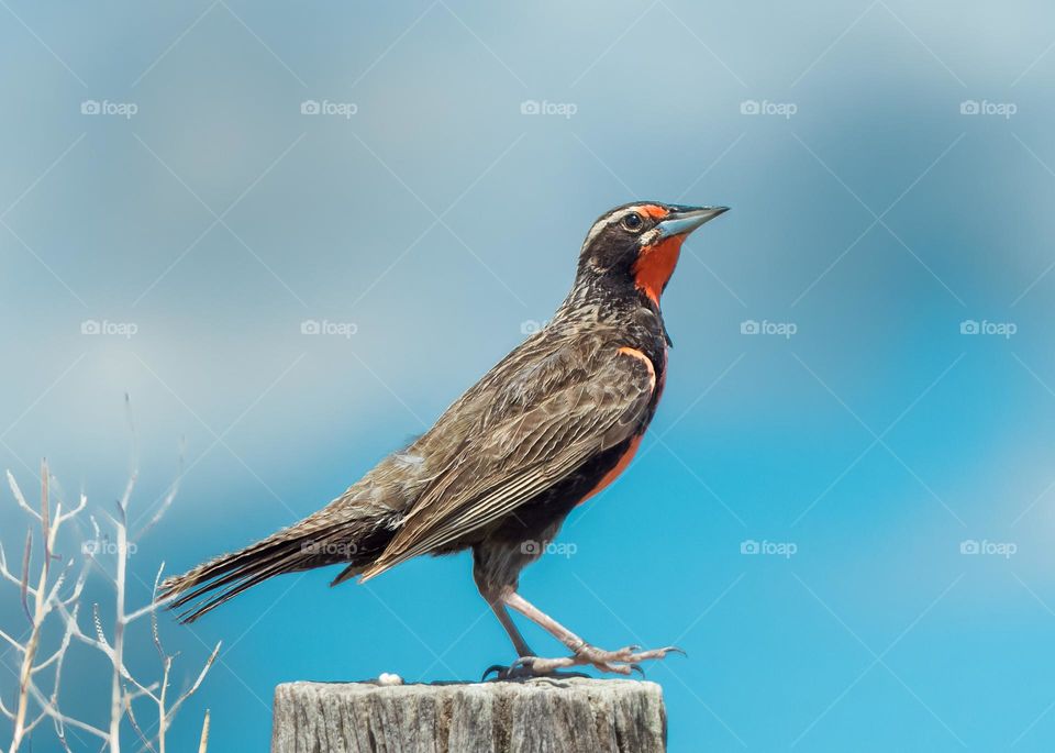 Bulbul Nightingale Bird