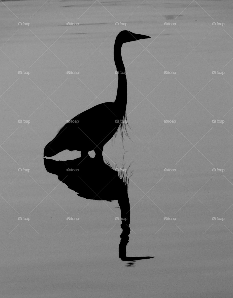 Reflection of silhouette heron in water