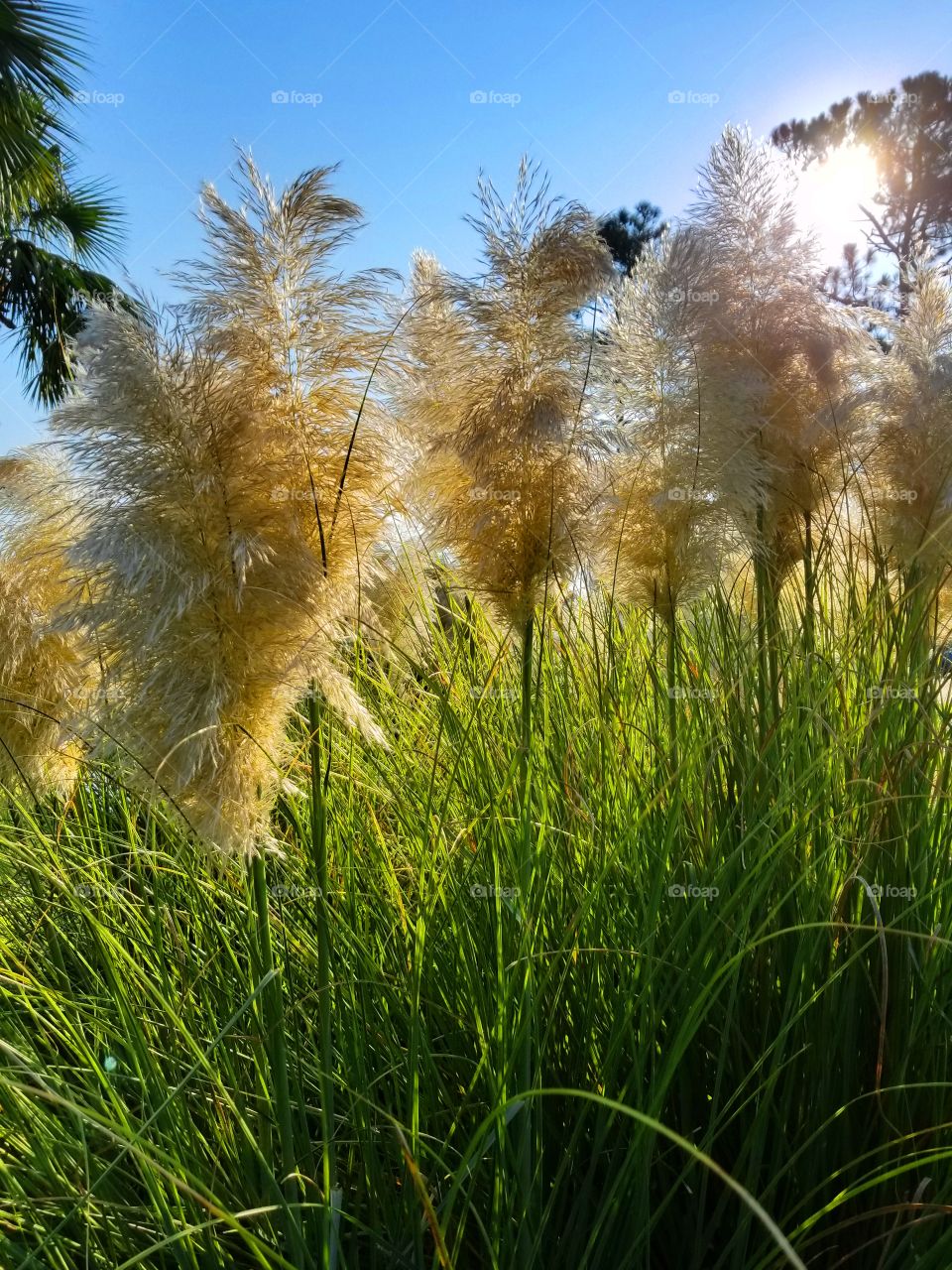 Silky Morning