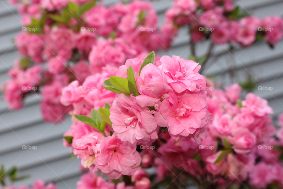 flowers pretty pink summer by bb4eva