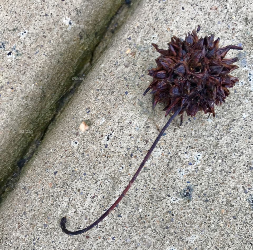 Dried Flower on Sidewalk