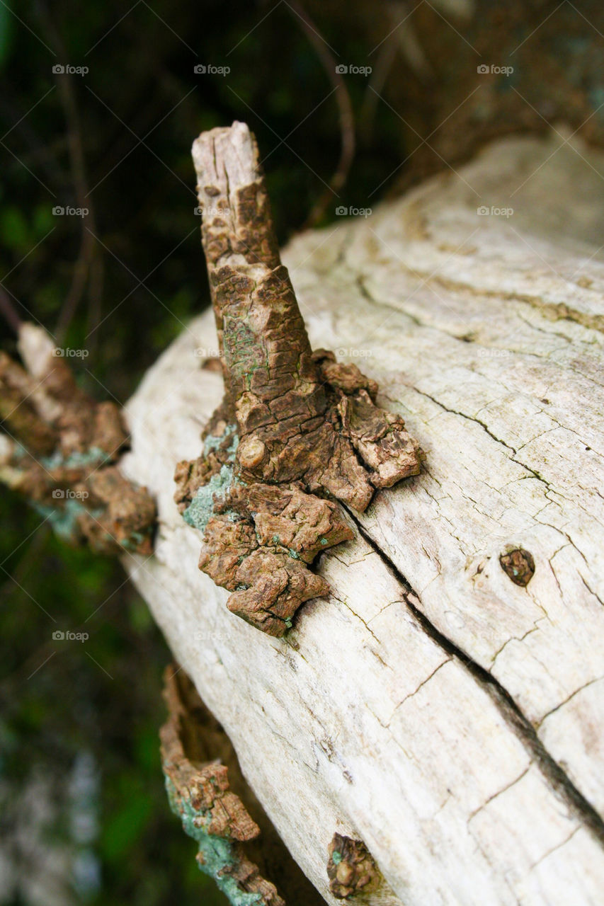 forest old log by dannytwotaps