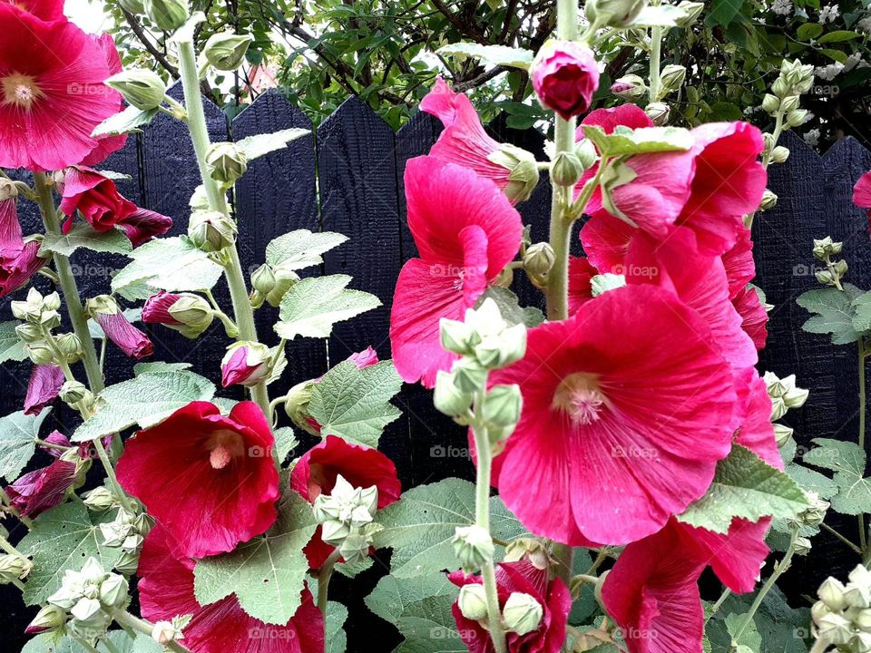 garden cane rose Bornholm