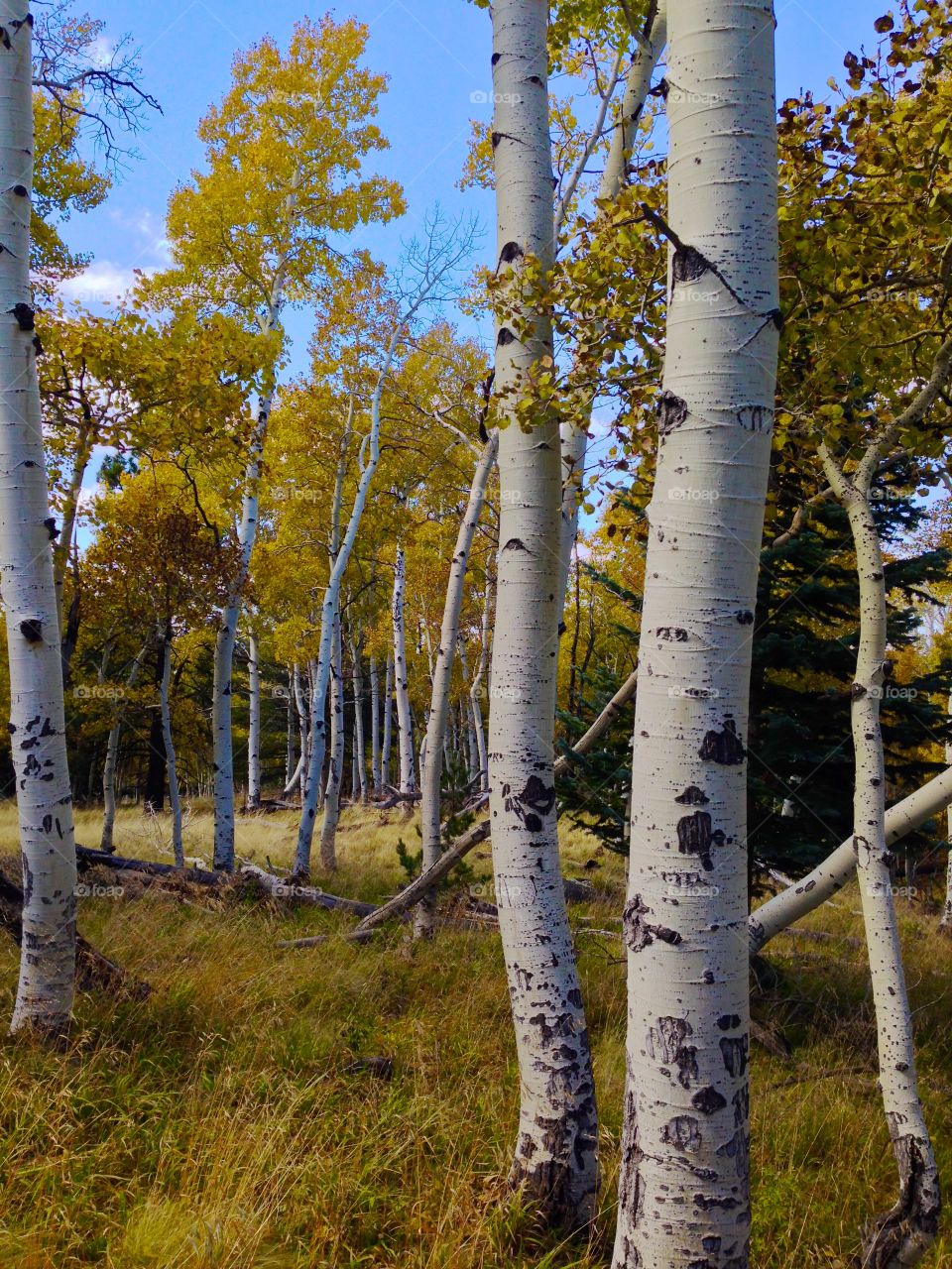 Aspens