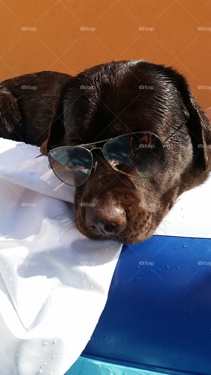 cool chocolate labrador. chocolate labrador wearing sunglasses