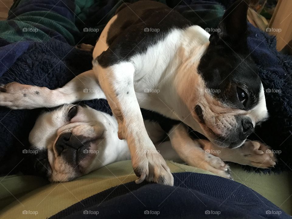 My Boston Terriers adorably sprawled out on my lap. Seriously these are the cuddliest most adorable pups ever! What more can I say?!!!😍