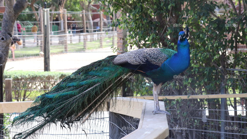 A peacock standing on a wooden fence 