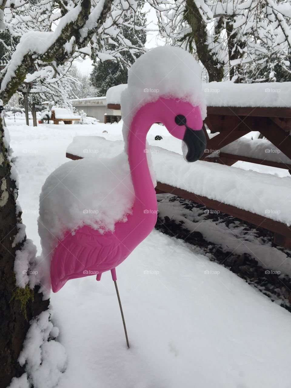 That's a cold flamingo!