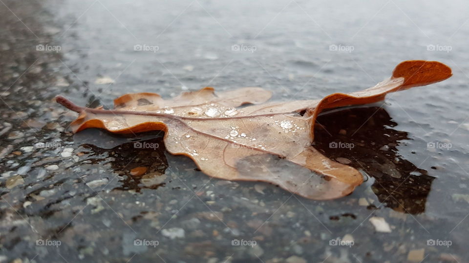 Herbstblatt im Regen auf der Straße
