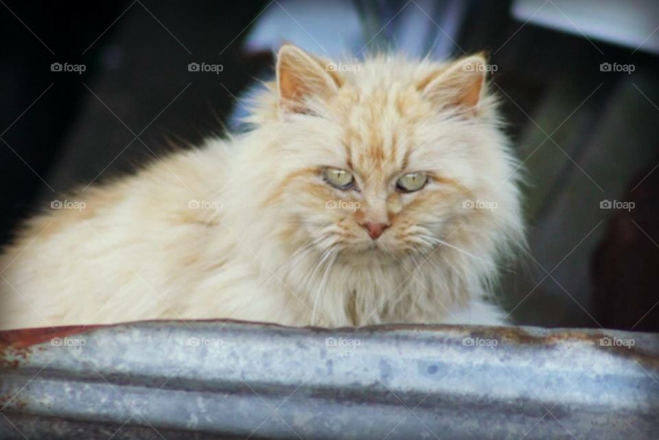 Beautiful yellow cat with yellow eyes
