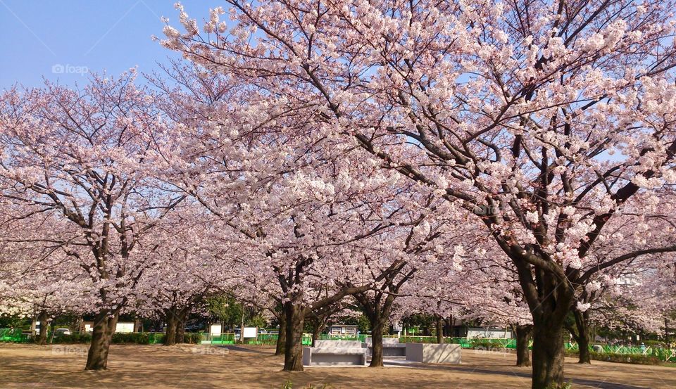 Cherry blossoms at the park 