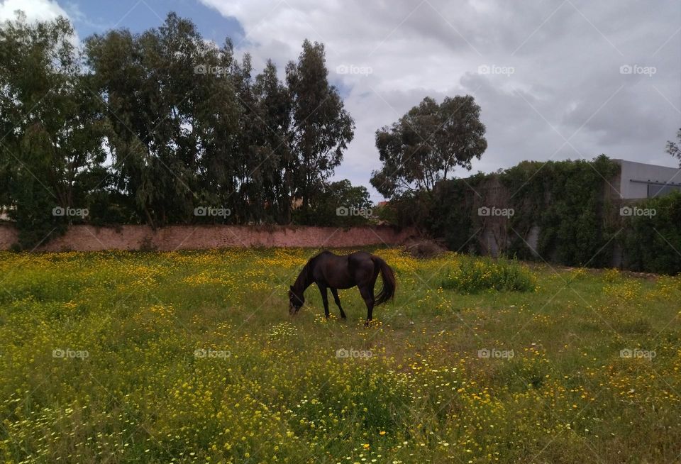 horse and flowers