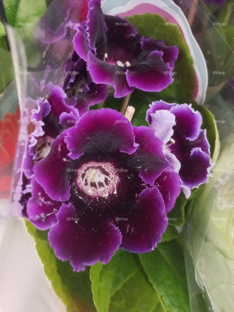 Gloxinia roxa  é uma flor belíssima,  que necessita  de bastante claridade para se desenvolver bem. mas não  deve ser é pista diretamente  ao sol