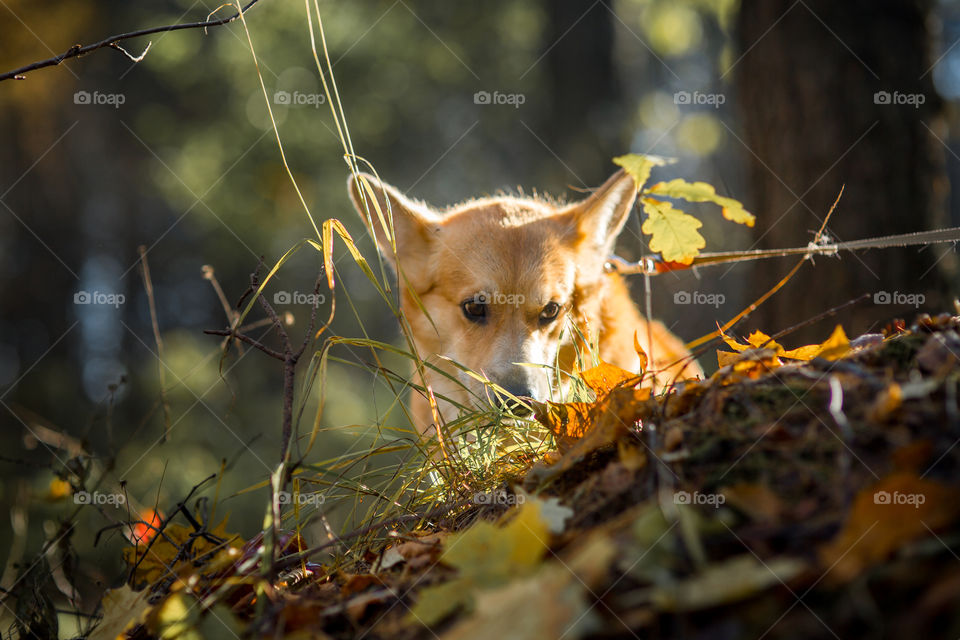 Welsh corgi pembroke in autumn park 