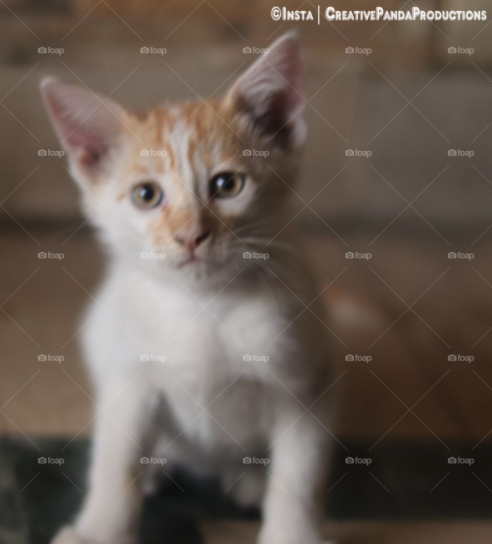 cat, kittens, cute cats, baby cat