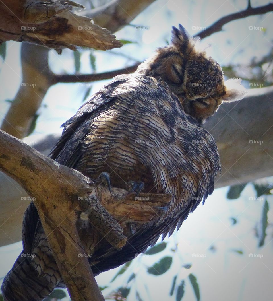 Ruffled preening of owl in tree 