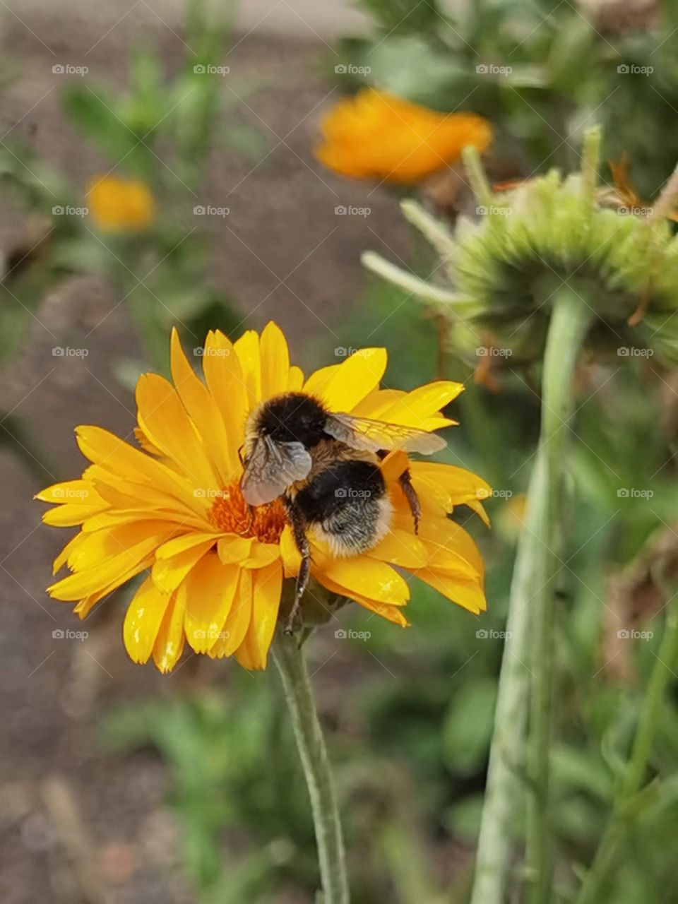 bee on yellow flower