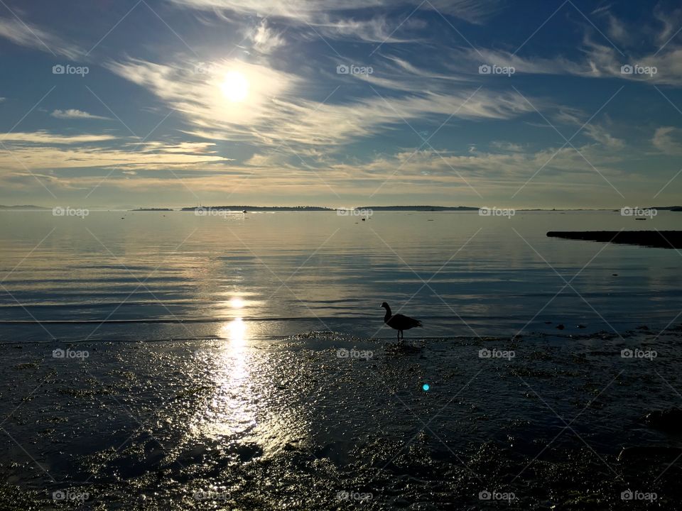 Bird standing on sandy beach