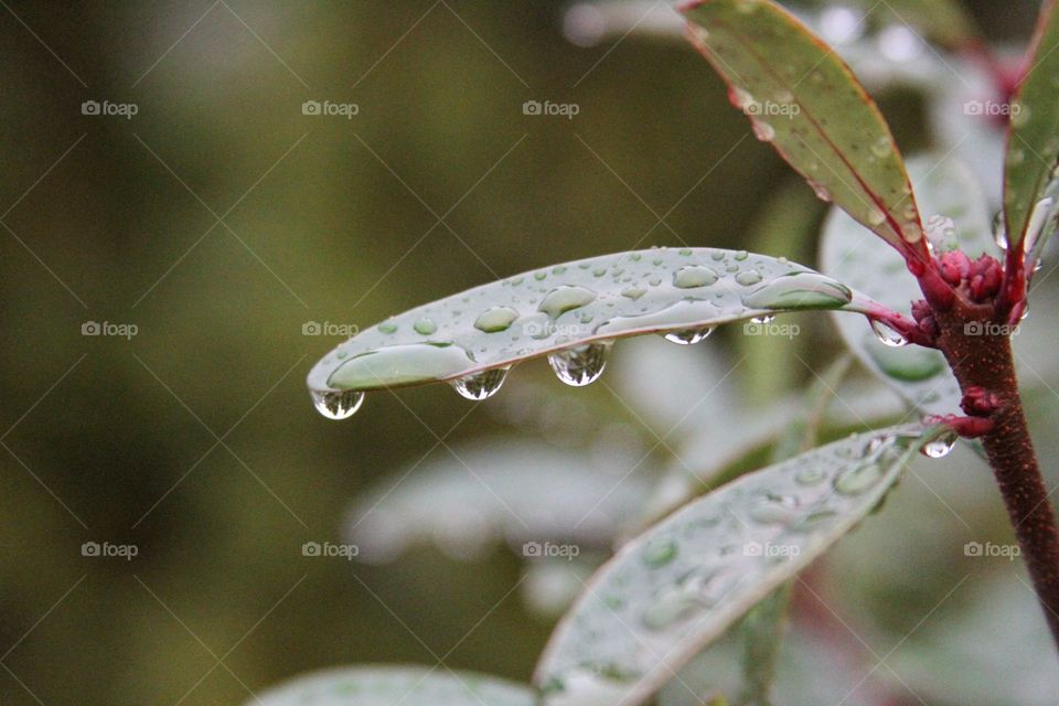 dew drops