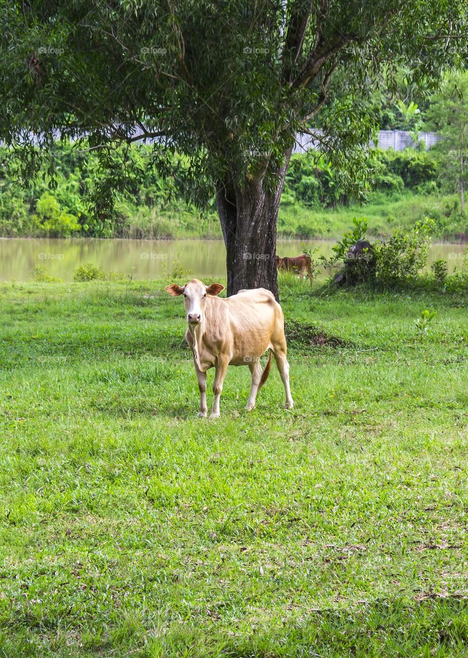 Standing young cow on green grass