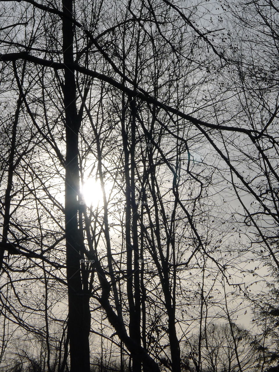 Winter walk in the woods