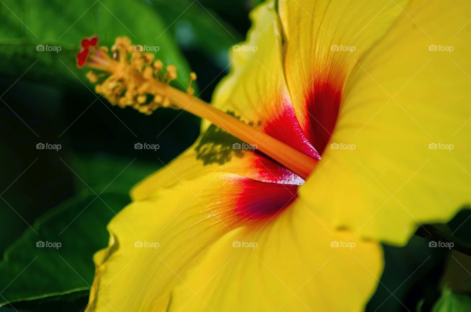 hibiscus flower. macro photo