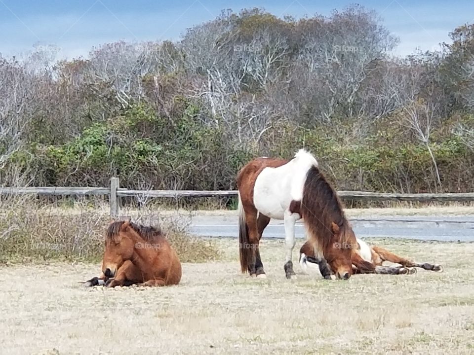 relaxing ponies